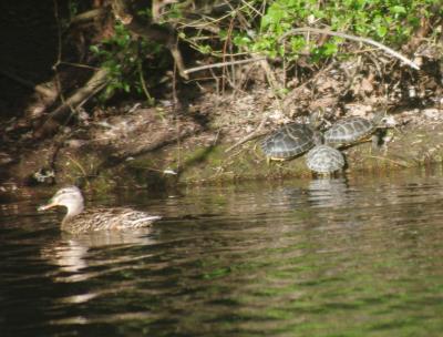 Прикрепленное изображение: 001a.jpg